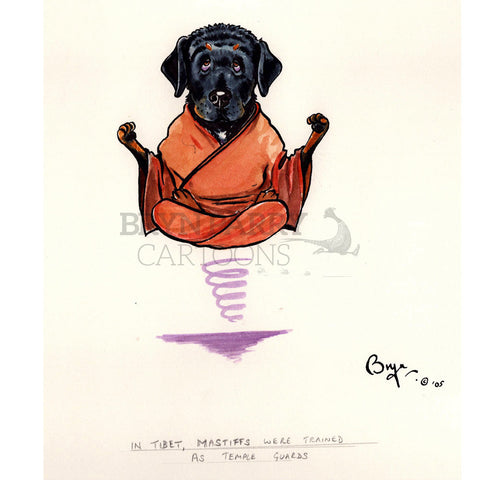 In Tibet, Mastiffs were trained as temple guards