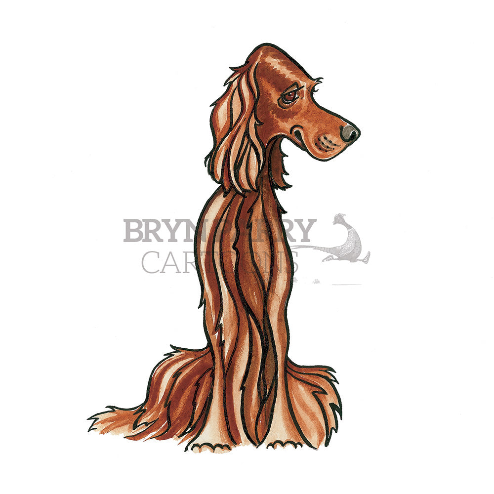 Irish setter