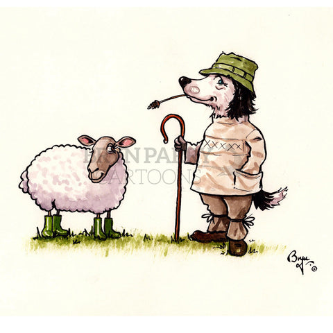 Sheepdog